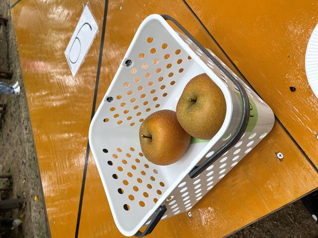 とっても大きい梨でした_清水果樹園