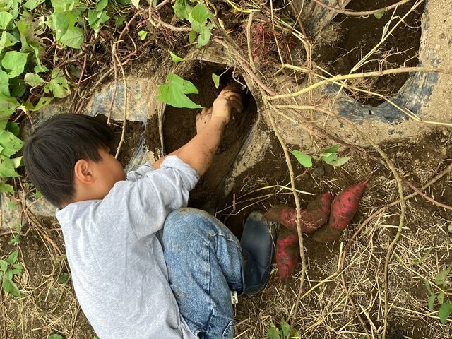 さつまいも_わっぱファーム
