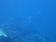 はるきさんのチュラブルーの投稿写真2