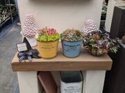 ぴなちゃんさんの多肉BASEの投稿写真1