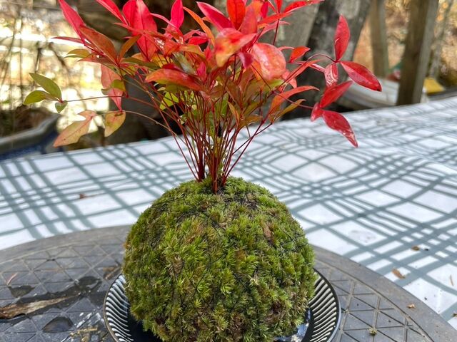 完成した苔玉かわいすぎる_苔玉工房 TACHIOKAYA