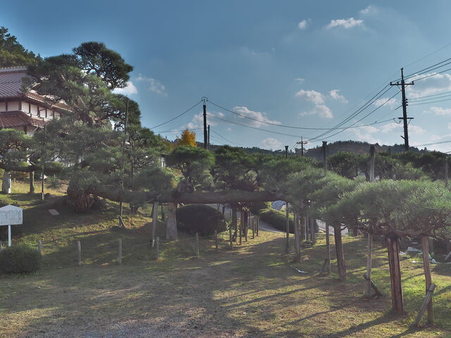 照円寺の孔雀松_照円寺の孔雀松