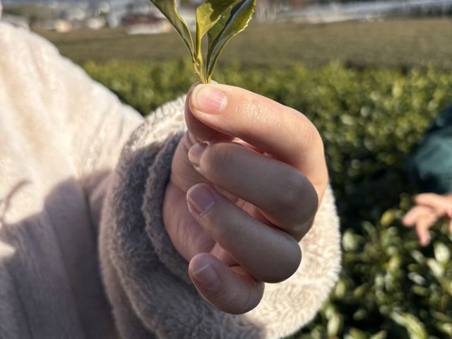 新芽_ヤマタカ櫻井製茶「富士山Teaパーク」