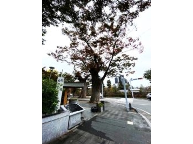 松本神社のご神木_松本神社