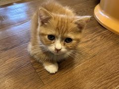 猫カフェ 猫日和の写真1