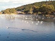 くまちゃんさんの機織沼の投稿写真5