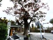 甘辛熊さんの松本神社の投稿写真1