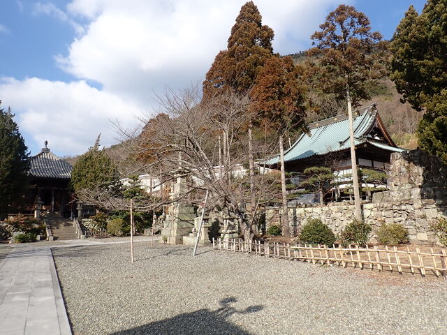 マイBOOさんの宝生院のシンパクの投稿写真1