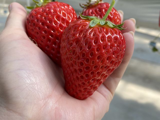 大きないちごもたくさんありました。_いちご空中農園いわた