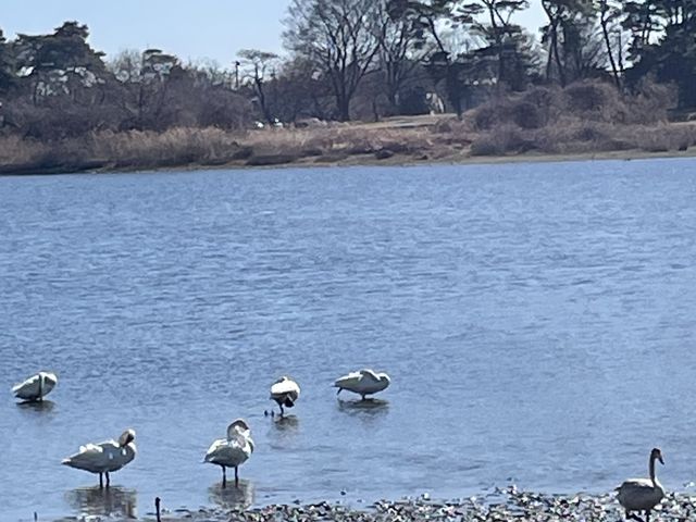 白鳥。_浮島弁財天