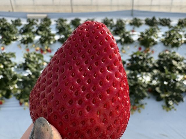 とちあいか!すごく大きかったです!_MASHIKO STRAWBERRY FARM
