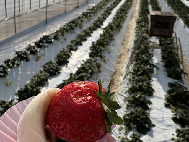 220円追加で大福を購入!こしあんでいちごとの相性もバッチリでした!_MASHIKO STRAWBERRY FARM