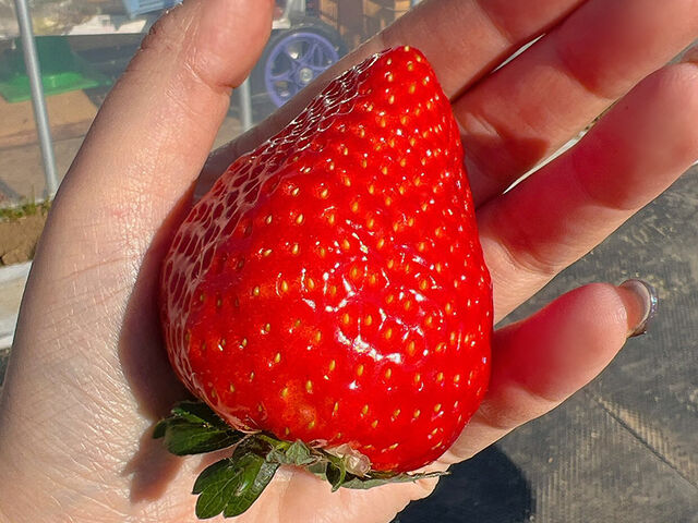 手のひらからこぼれるサイズ!_鈴木ファーム