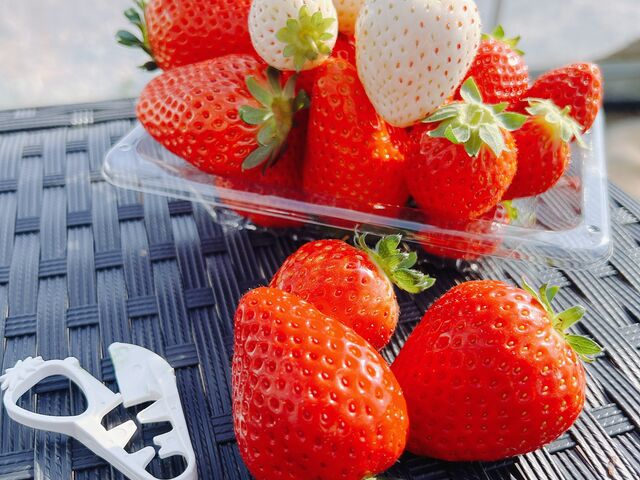 白いちごもある_鈴木ファーム