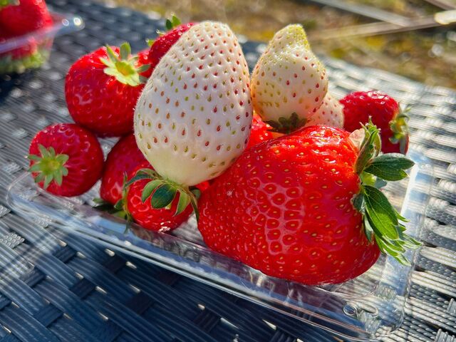 外のベンチで食べるのもいい_鈴木ファーム