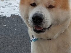秋田犬の里 ハチ公像の写真1