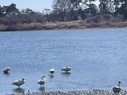 ハッピーさんの浮島弁財天の投稿写真1