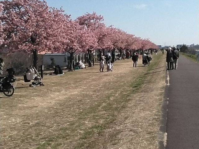 河津桜の並木が素晴らしい。_江戸川河津桜並木 市川南