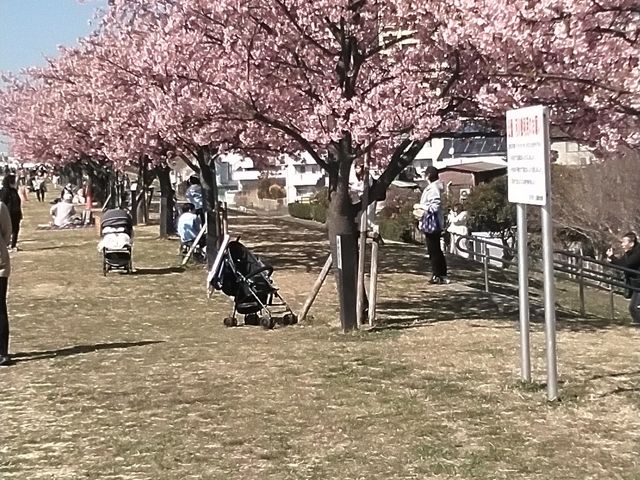 江戸川を隔ててスカイツリーが目立ちます。_江戸川河津桜並木 市川南