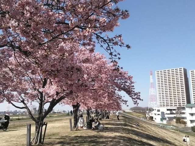 今満開です。是非ご覧下さい。
私もオーナーの一人です。_江戸川河津桜並木 市川南