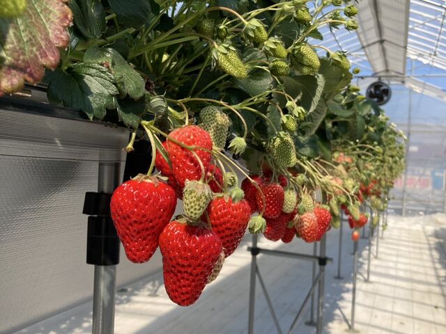 大きくて真っ赤なイチゴがたくさん♪_T-FARM 1号店