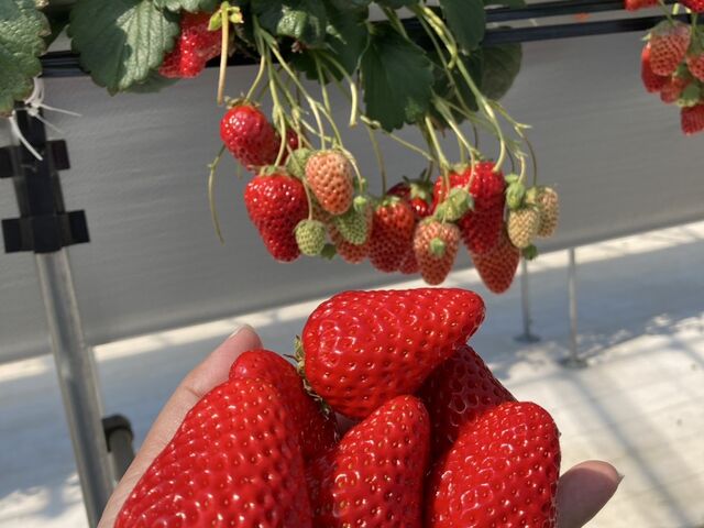 日曜日に伺いましたが、このようなサイズのイチゴがいっぱいありました。_T-FARM 1号店