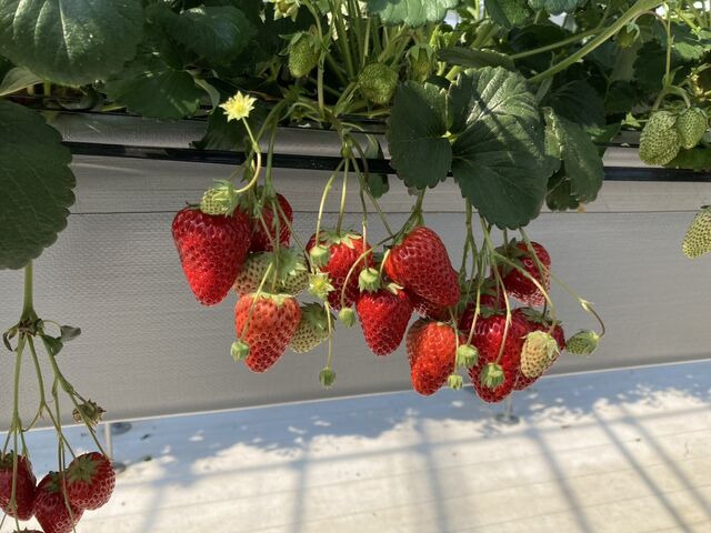 高所栽培なのでイチゴもとてもキレイです。_T-FARM 1号店