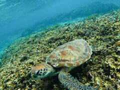 ルルさんのisola blue(イゾラブルー)への投稿写真1