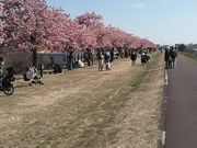 くらくらさんの江戸川河津桜並木 市川南の投稿写真1