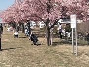くらくらさんの江戸川河津桜並木 市川南の投稿写真2