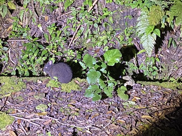 見つけた!_奄美ガイド「太古の森」