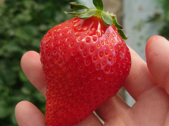 大きくて、凄く甘かったです!!_上の原農園