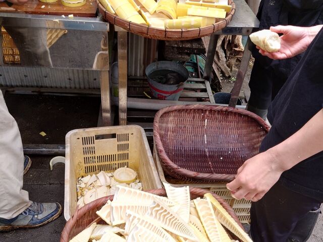 掘ったたけのこを削いでいきます。園の方も手伝ってくださいました。_いとしまタケノコ園