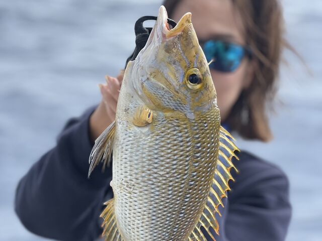 沖縄のムルーという魚みたいです。_ダイビングショップ アークエンジェル