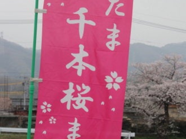 こだま千本桜