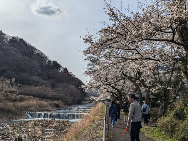 ワンコと一緒に_宮城野早川堤 桜並木