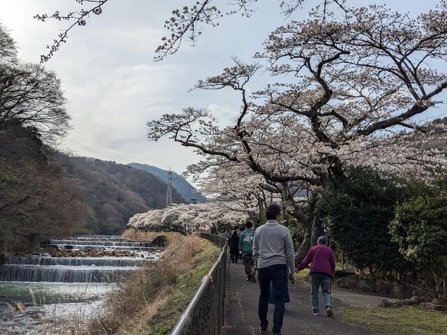 ワンコと一緒に_宮城野早川堤 桜並木