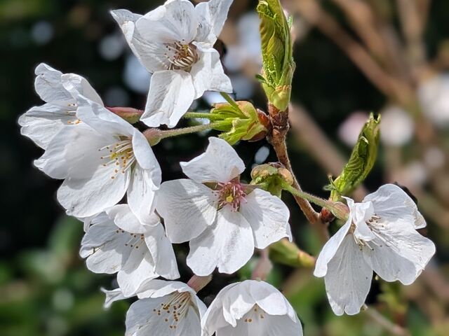 桜のアップ_宮城野早川堤 桜並木
