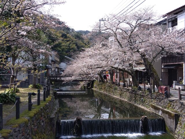 七分咲きかな。川に映える桜が美しい。_城崎温泉街の桜