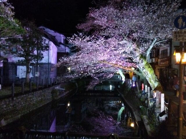 前日で五分咲き。ライトアップで満開のように見えます笑。_城崎温泉街の桜