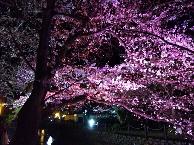 満開なら凄いと思いますがね笑。それにしてもライトアップが上手い笑。_城崎温泉街の桜