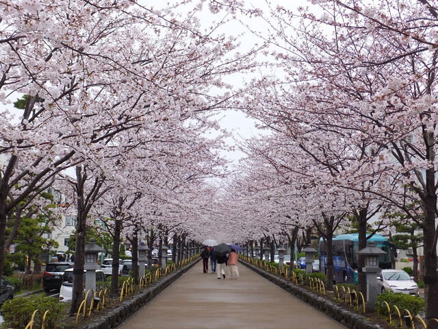 桜のトンネル_段葛