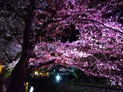 あからなーたさんの城崎温泉街の桜への投稿写真1