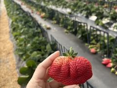 ちーちゃんさんの広川いちご園への投稿写真1