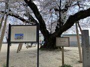 まあちゃんさんの真鍋のサクラの投稿写真1