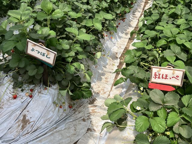 いちごは2品種_石橋農園