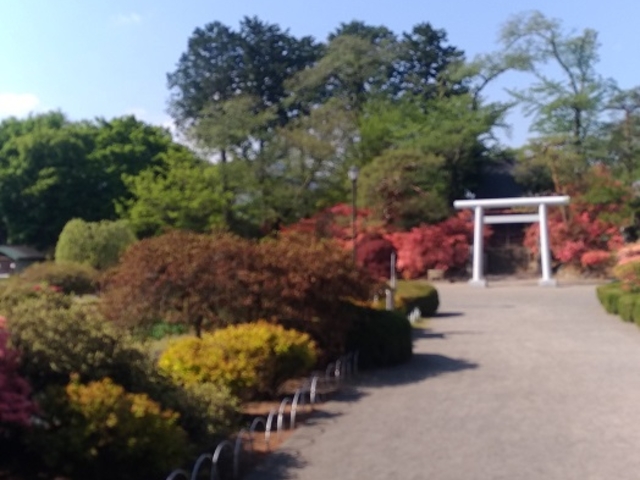 サンプルさんの沼田公園のつつじの投稿写真2