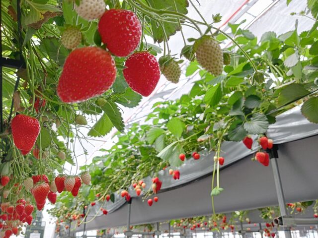 5品種の食べ比べができました♪_美ないちごfarm