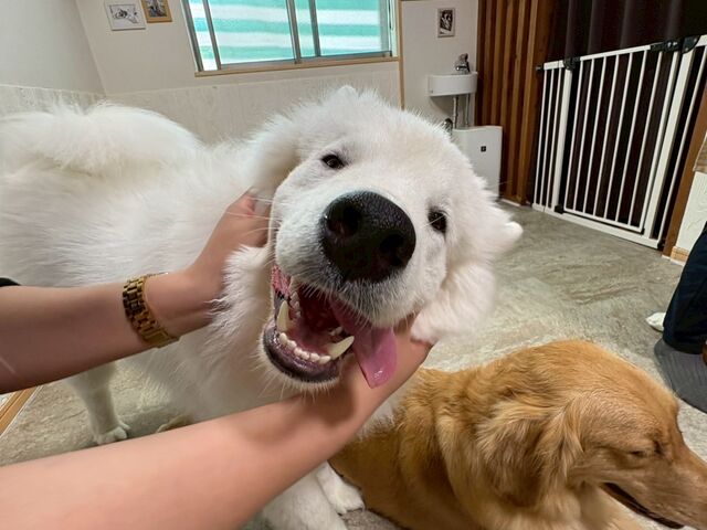もみくちゃにしても全然嫌がらないしむしろ気持ちよさそうにしてくれるの最高です。_大型犬ふれあいカフェ ほっとひと犬