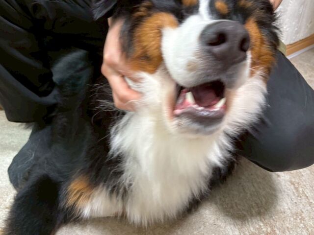 オーナー様にモニュモニュされてて可愛い_大型犬ふれあいカフェ ほっとひと犬